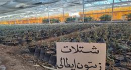 «الزراعة» تواصل المتابعة الميدانية لمزارع ومشاتل قطاع الإنتاج في المحافظات 