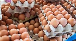 سعر كرتونة البيض في بورصة الدواجن وللمستهلك اليوم الخميس 8-1-2026