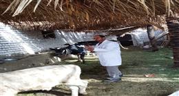 تحصين 63 ألفًا و977 رأس ماشية ضمن الحملة الاستثنائية لمواجهة الأمراض الوبائية في المنيا  