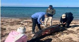 «القاتل الكاذب».. «علوم البحار» يكشف سبب عدم تحنيط دولفين رأس غارب النافق