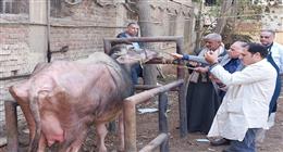 «الزراعة» تطلق241 قافلة بيطرية مجانية لدعم صغار المربين خلال يناير