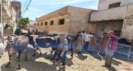 تقديم 4224 خدمة خلال قافلة بيطرية مجانية بقرية أبو بدوي في مركز بيلا بكفر الشيخ 