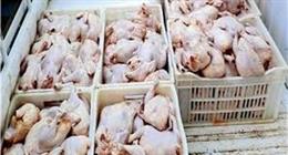 ضبط طن و350 كيلو دواجن فاسدة داخل محل شهير بكرداسة