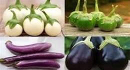 لماذا وصل سعر الباذنجان إلى 30 جنيهًا؟.. نقيب الفلاحين يكشف السبب
