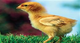 سعر الكتاكيت في بورصة الدواجن اليوم الجمعة 10-4-2026
