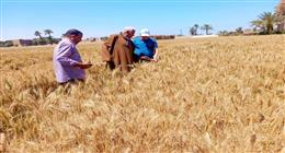 محافظ أسيوط يؤكد دعم المزارعين وتطوير الخدمات الزراعية 