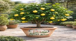 جهاز حدائق أكتوبر يوزع شتلات ليمون مثمرة بالمجان لأهالي مشروع «ابني بيتك»