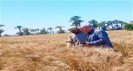 «الزراعة»: استنفار في المحافظات لتوريد القمح وتأمين مستلزمات الجمعيات الزراعية