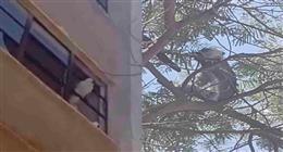 أول رد من «بيطري المنوفية» على أنباء هروب قرد من حديقة حيوان في السادات