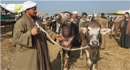هل انخفضت أسعار الأضاحي عن العام الماضي؟.. نقيب الفلاحين يوضح