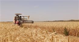 عاجل| إنجاز غير مسبوق.. نجاح زراعة القمح بمياه شديدة الملوحة في المغرة