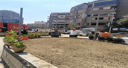 زراعة نبات النيل الأبيض في ميدان لبنان ضمن خطة تجميل شوارع الجيزة