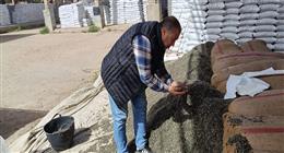 «الزراعة»: تجهيز أكثر من 15 ألف جوال بذور قطن لتوزيعها على المزارعين