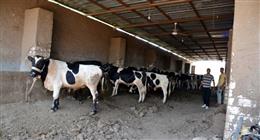 تنمية الثروة الحيوانية: مشروع البتلو يضاعف إنتاج اللحوم ويمنع ذبح العجول الصغيرة