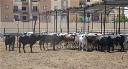 محافظ بورسعيد يعلن حظر الذبح بالشوارع وتيسير المجازر مجانًا للمواطنين