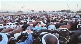 الضأن يتفوق على الأبقار.. أسعار الأضاحي من داخل أكبر أسواق المنيا قبل العيد