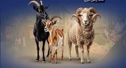 بالأرقام.. كيف استعدت وزارة التموين لاستقبال عيد الأضحى؟