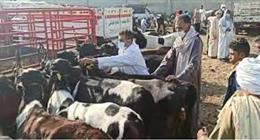هل يجوز ذبح الأضحية رابع يوم العيد؟.. «الإفتاء» توضح آخر موعد شرعي للنحر