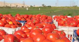 أسعار الطماطم في سوق العبور اليوم السبت 30-5-2026
