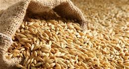 سعر طن الأرز الشعير في الأسواق اليوم الاثنين 4 مايو 2026