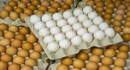 سعر كرتونة البيض اليوم الاثنين 4-5-2026 في المزارع والأسواق