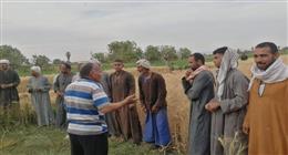«زراعة الأقصر»: انطلاق موسم توريد القمح وزراعة 975 فدان قصب خلال أبريل