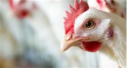تراجع أسعار الفراخ البيضاء في بورصة الدواجن والأسواق اليوم السبت 9-5-2026