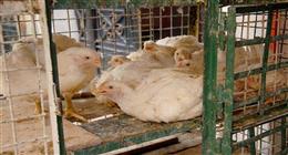 أسعار الفراخ البيضاء والساسو في بورصة الدواجن اليوم الأربعاء 1 يوليو 2026
