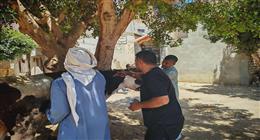 تحصين 127 ألف رأس ماشية ضمن الحملة القومية ضد الحمى القلاعية والوادي المتصدع بالمنيا