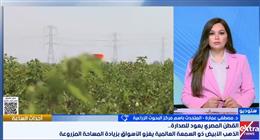 متحدث «البحوث الزراعية»: إطلاق أصناف جديدة تعيد القطن المصري إلى عرشه العالمي