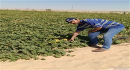 «فرسان الإرشاد» في حقول «نجيلة» بشمال سيناء.. جهود مكثفة لدعم التنمية الزراعية