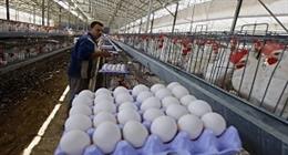 سعر كرتونة البيض يتراجع 67 جنيهًا في 5 أشهر.. كم يسجل اليوم؟ 