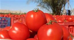 لو الطماطم بتبوظ منك بسرعة في التلاجة.. طرق تساعدك على الحفاظ عليها لمدة أطول