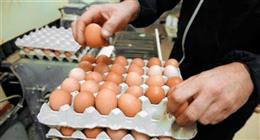 سعر كرتونة البيض في المزارع والأسواق اليوم الخميس 2-7-2026